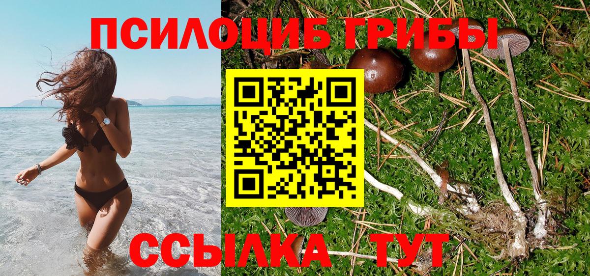 Галлюциногенные грибы Psilocybine cubensis Зеленогорск